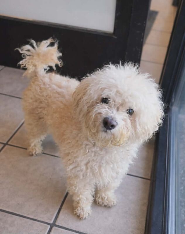 Picture of the Animal Listed