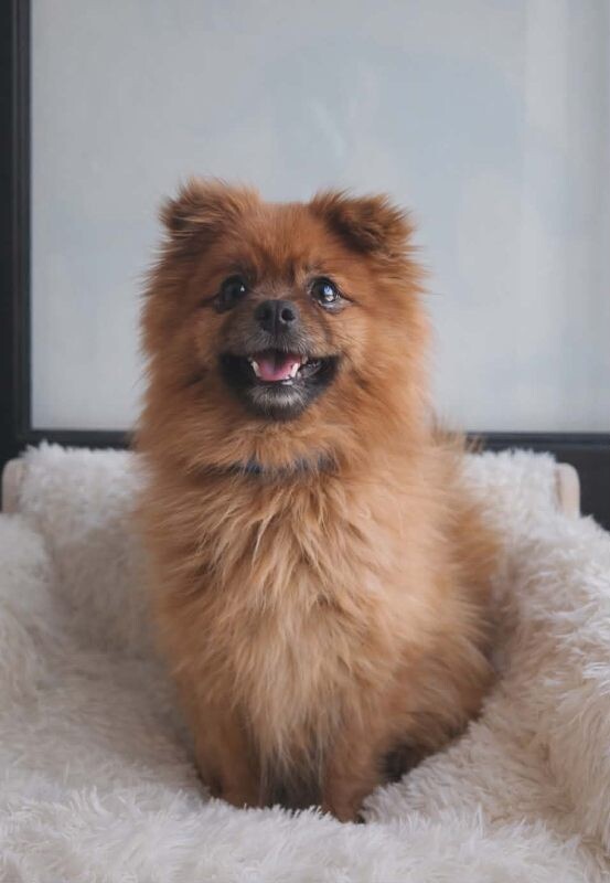 Picture of the Animal Listed