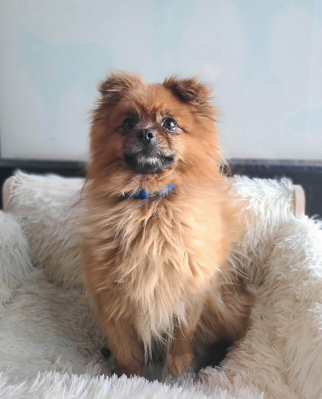 Picture of the Animal Listed