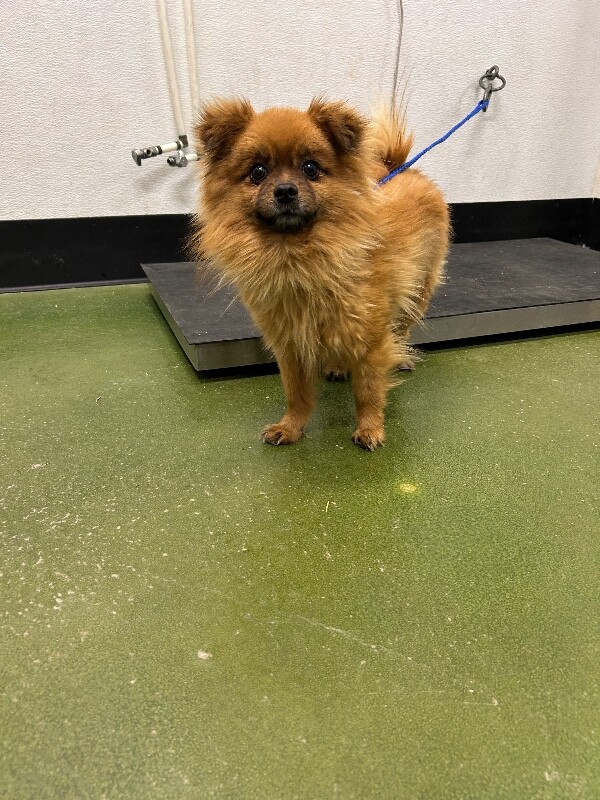 Picture of the Animal Listed