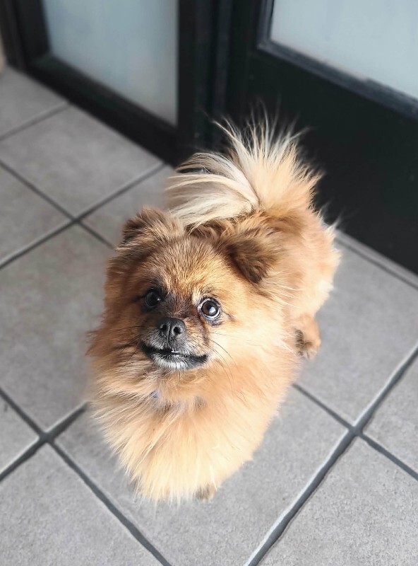 Picture of the Animal Listed