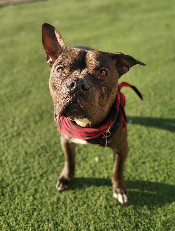 Picture of the Animal Listed