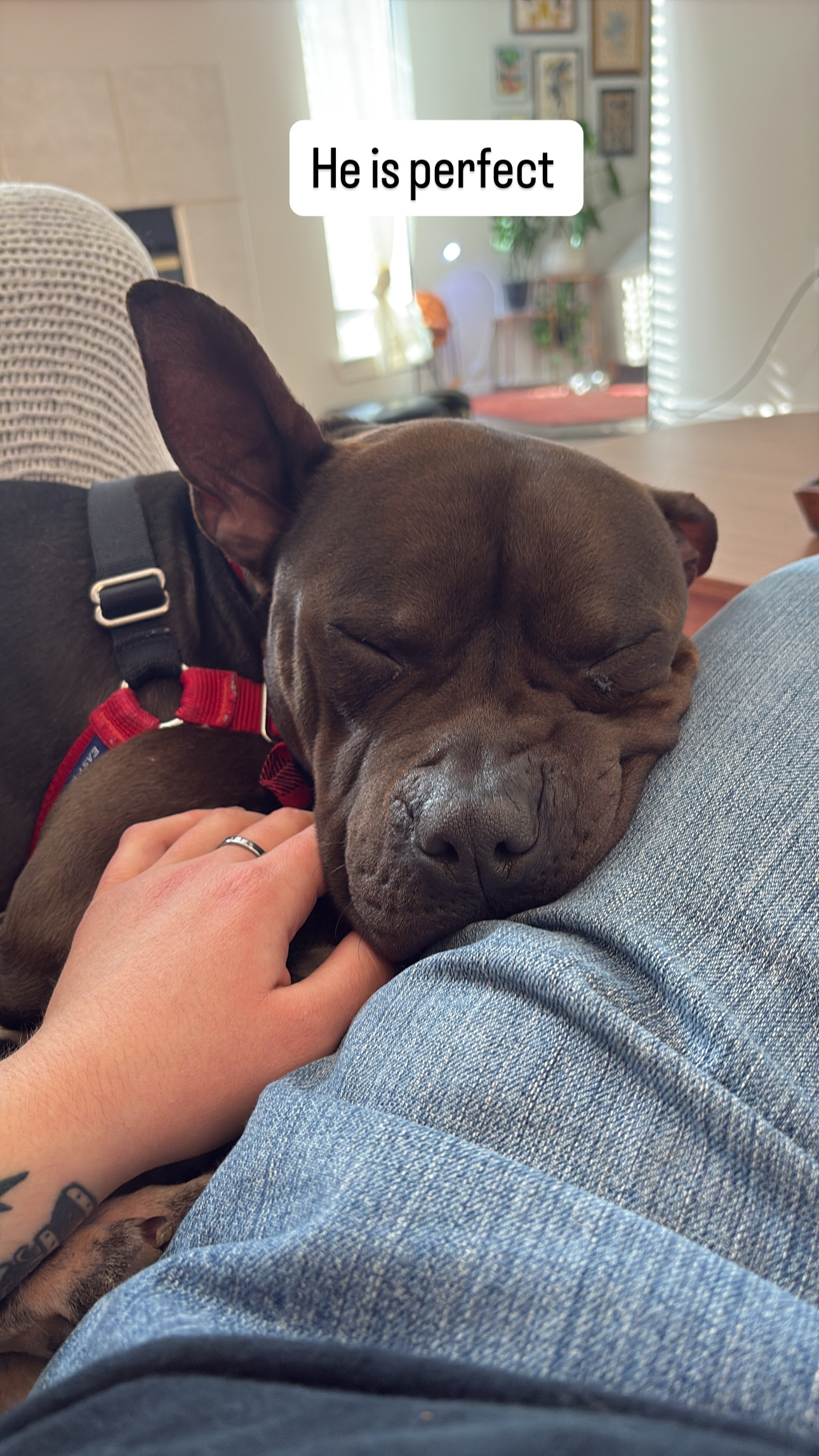 Picture of the Animal Listed