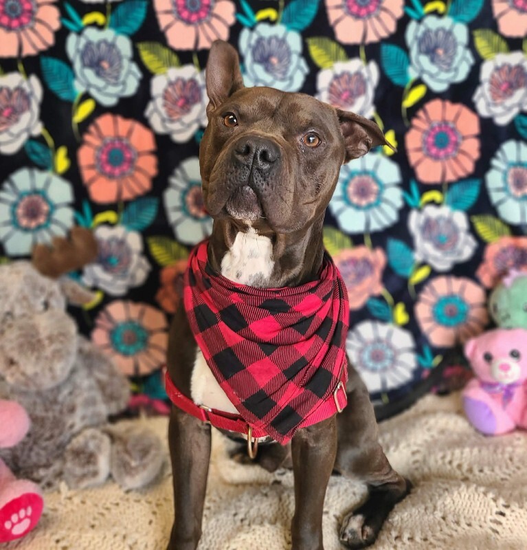 Picture of the Animal Listed