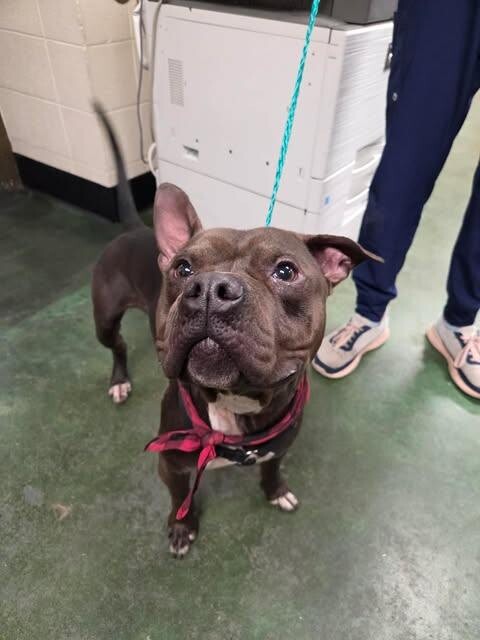 Picture of the Animal Listed