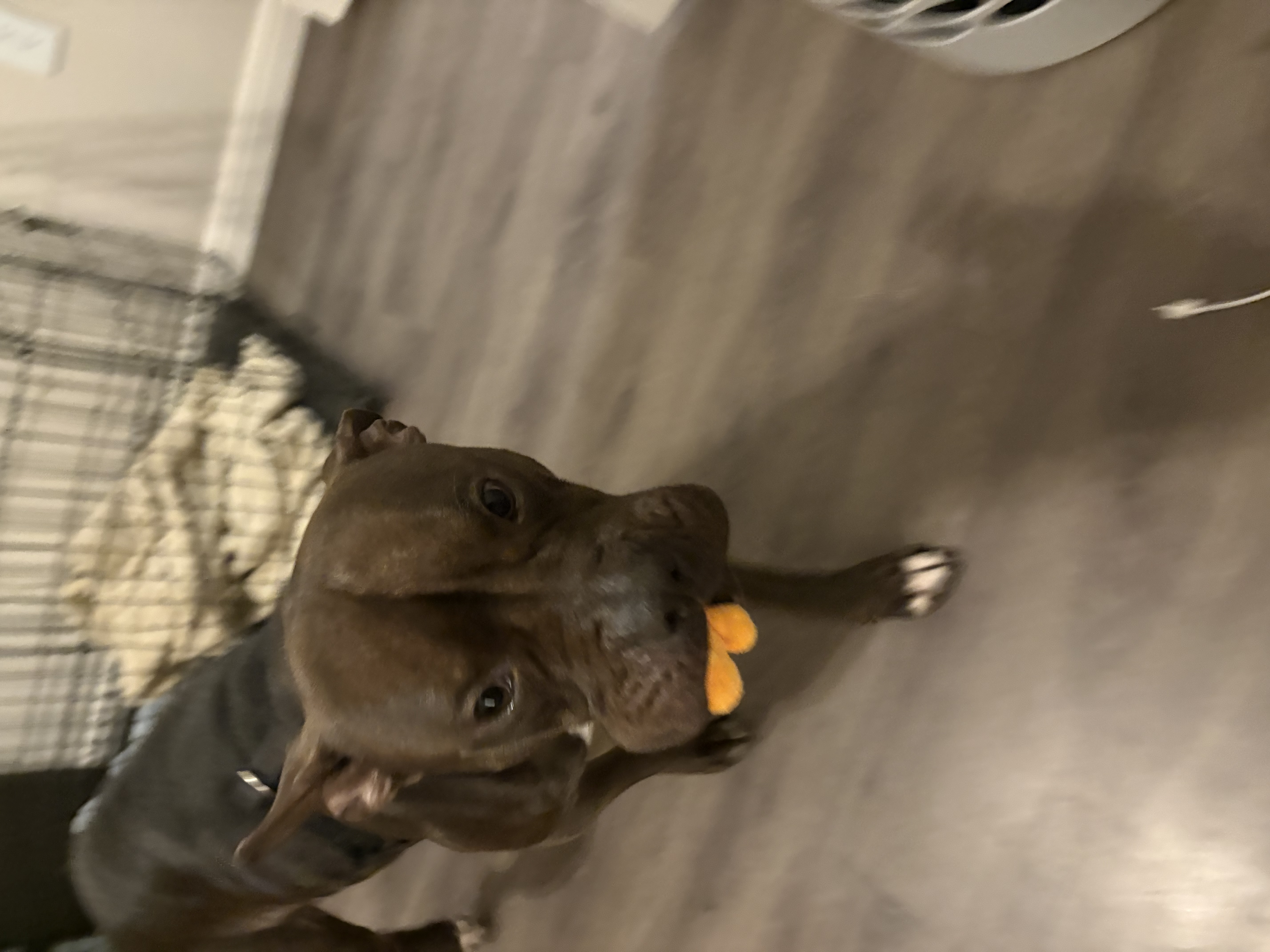 Picture of the Animal Listed