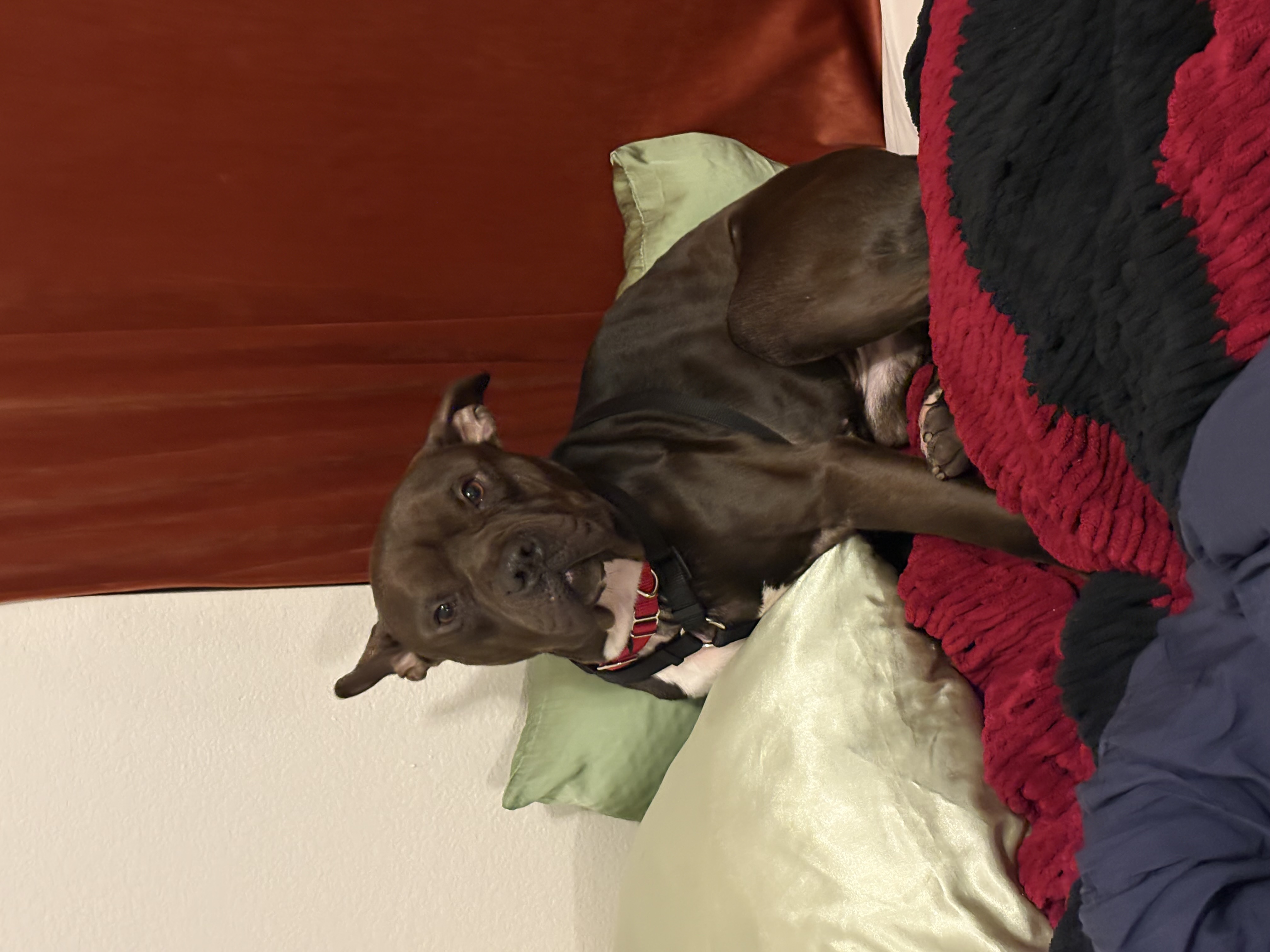 Picture of the Animal Listed