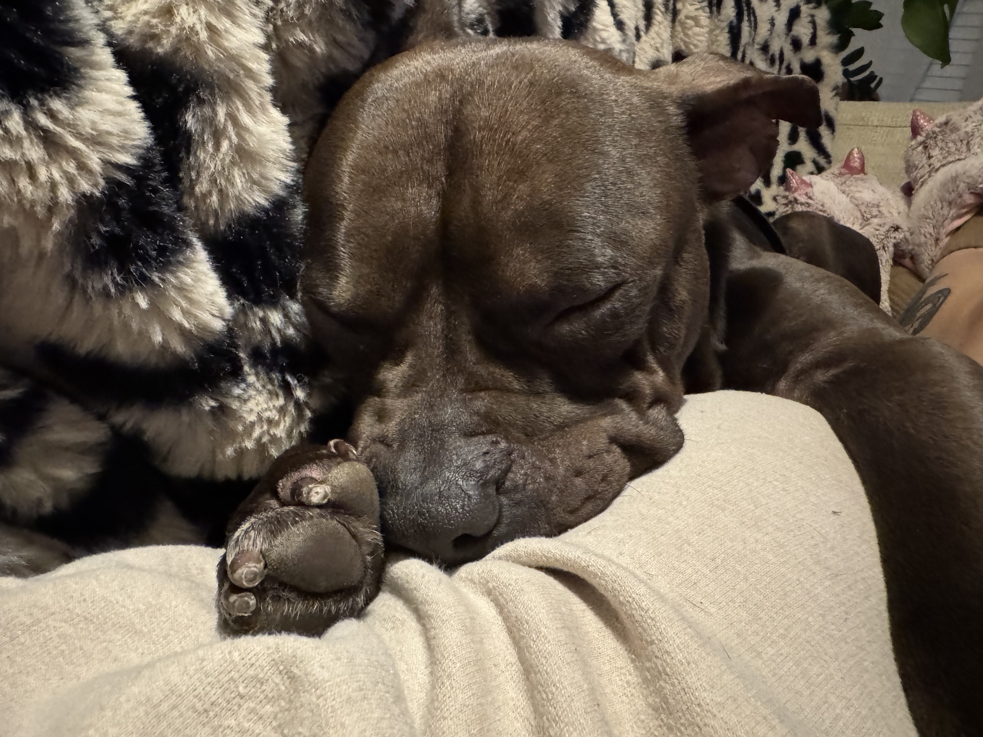 Picture of the Animal Listed