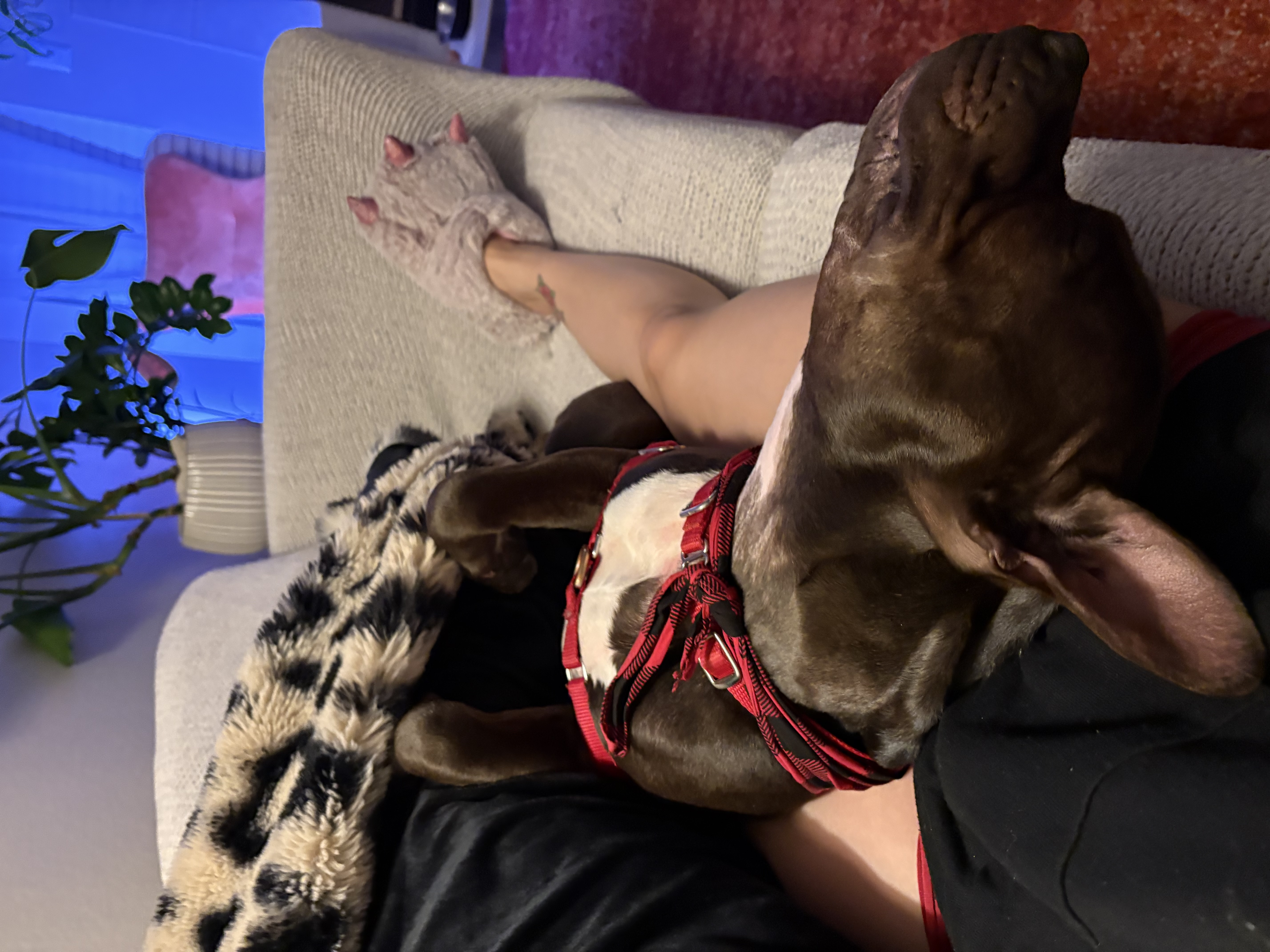 Picture of the Animal Listed