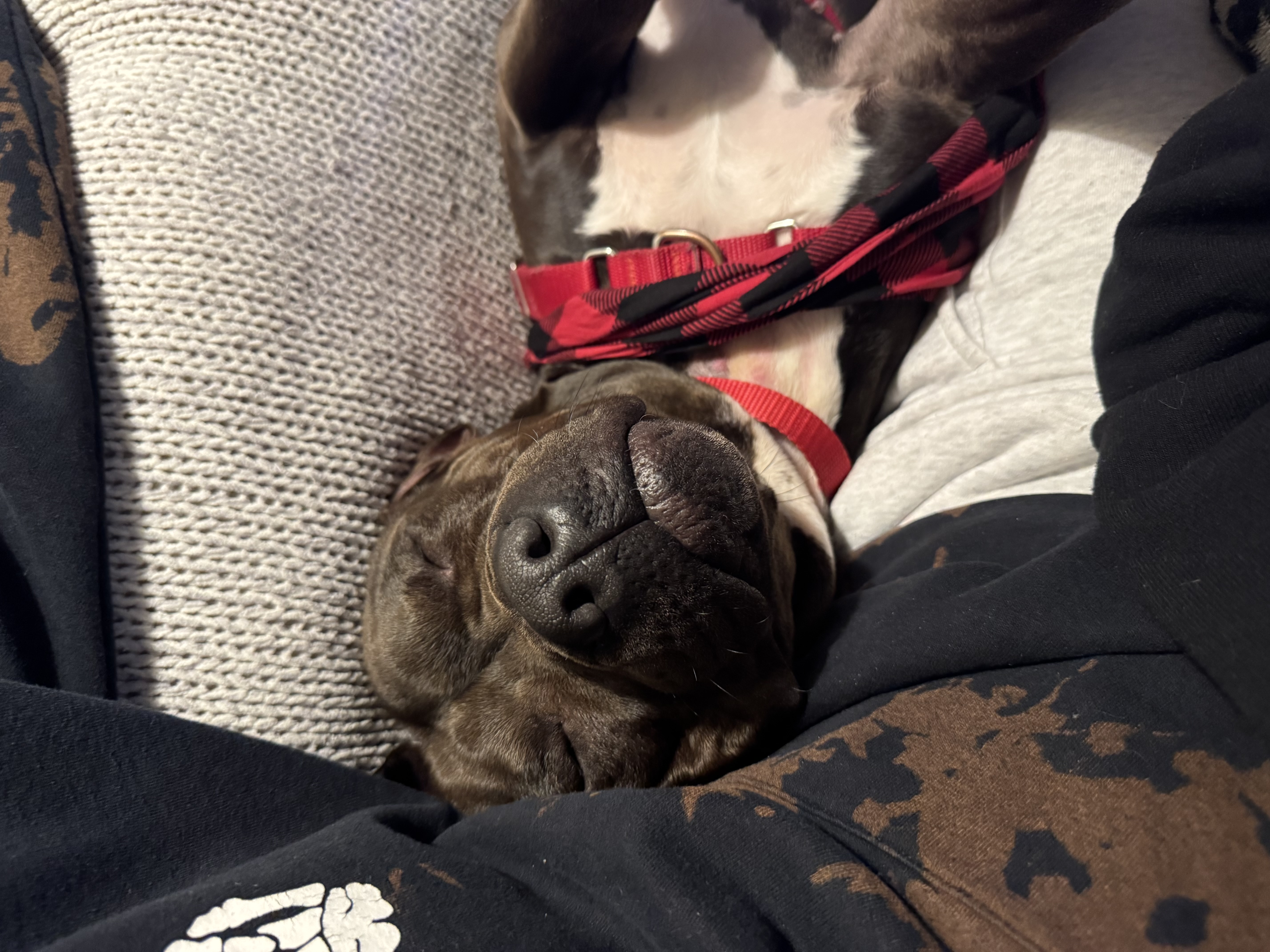 Picture of the Animal Listed