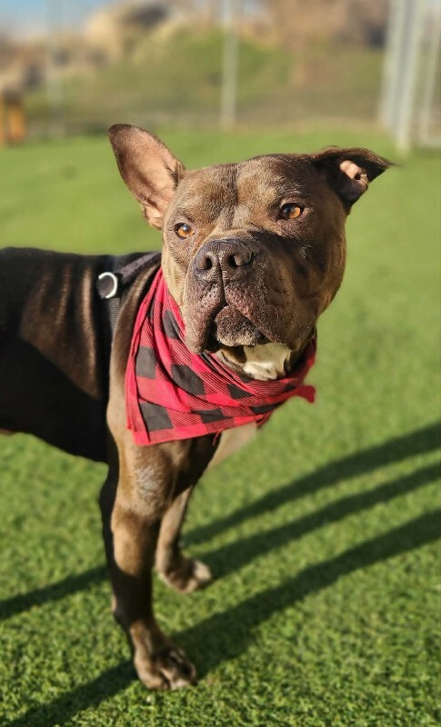 Picture of the Animal Listed