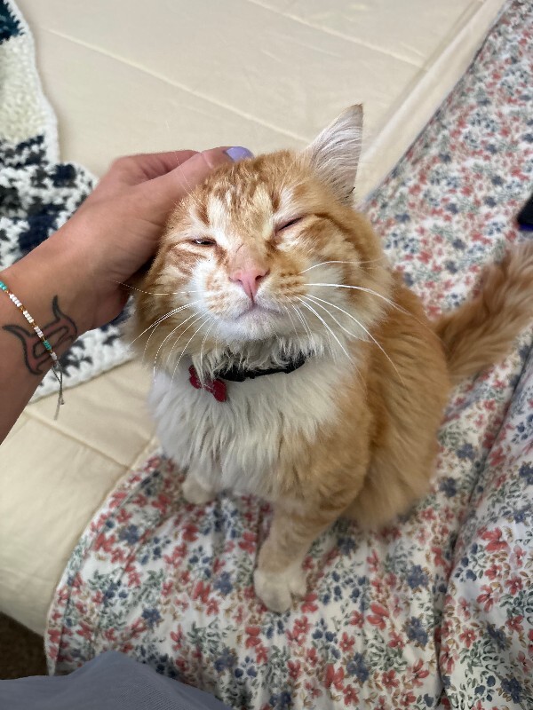 Picture of the Animal Listed