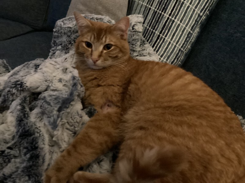 Picture of the Animal Listed