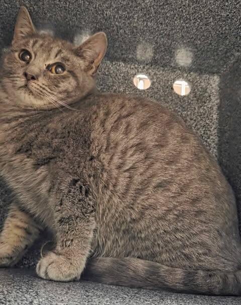 Picture of the Animal Listed