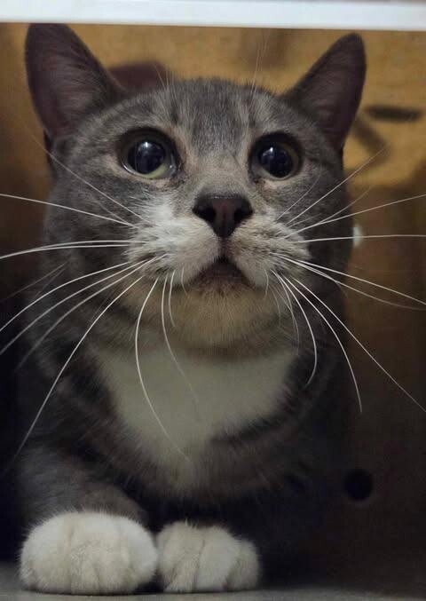 Picture of the Animal Listed