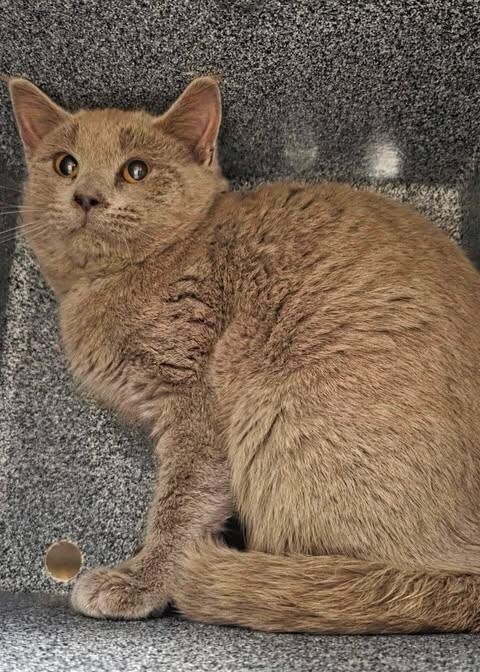 Picture of the Animal Listed