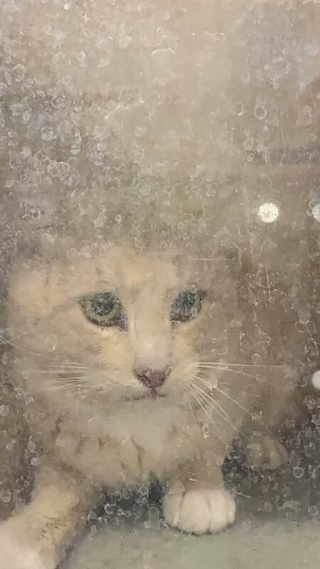 Picture of the Animal Listed