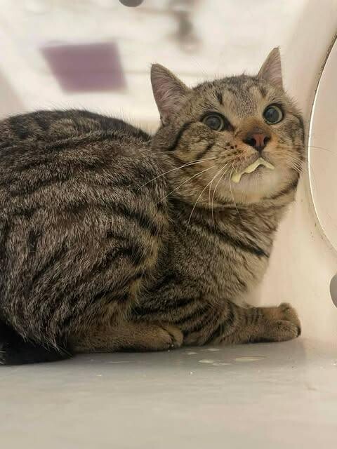 Picture of the Animal Listed