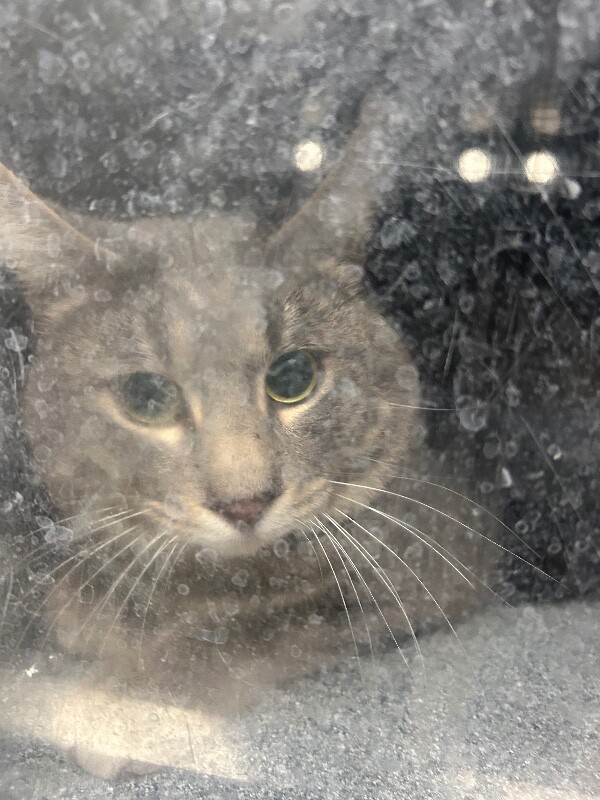 Picture of the Animal Listed