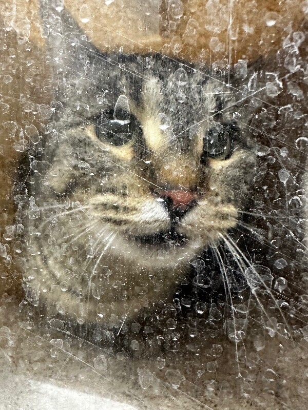 Picture of the Animal Listed