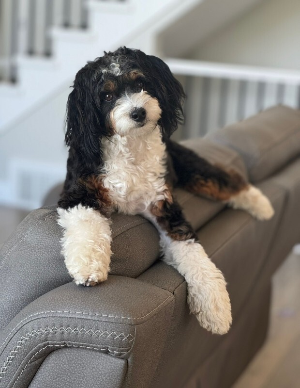 Picture of the Animal Listed