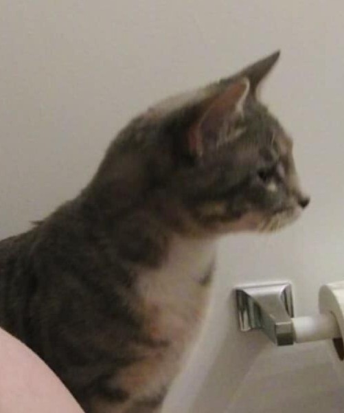 Picture of the Animal Listed