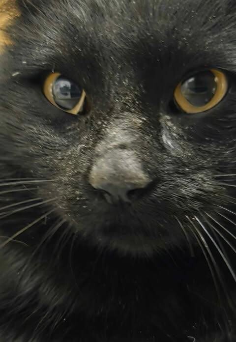 Picture of the Animal Listed