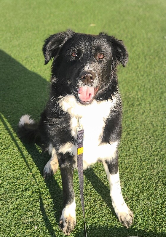 Picture of the Animal Listed