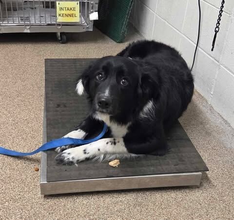 Picture of the Animal Listed