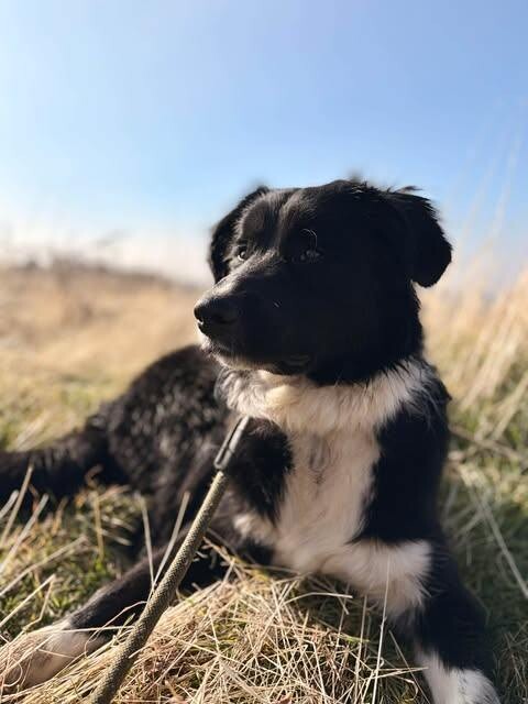 Picture of the Animal Listed