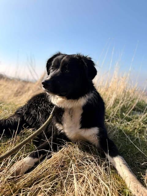 Picture of the Animal Listed