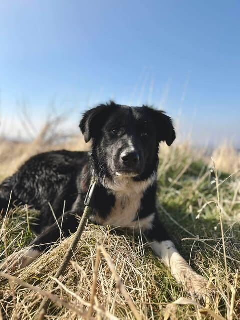 Picture of the Animal Listed