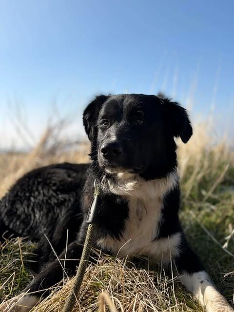 Picture of the Animal Listed