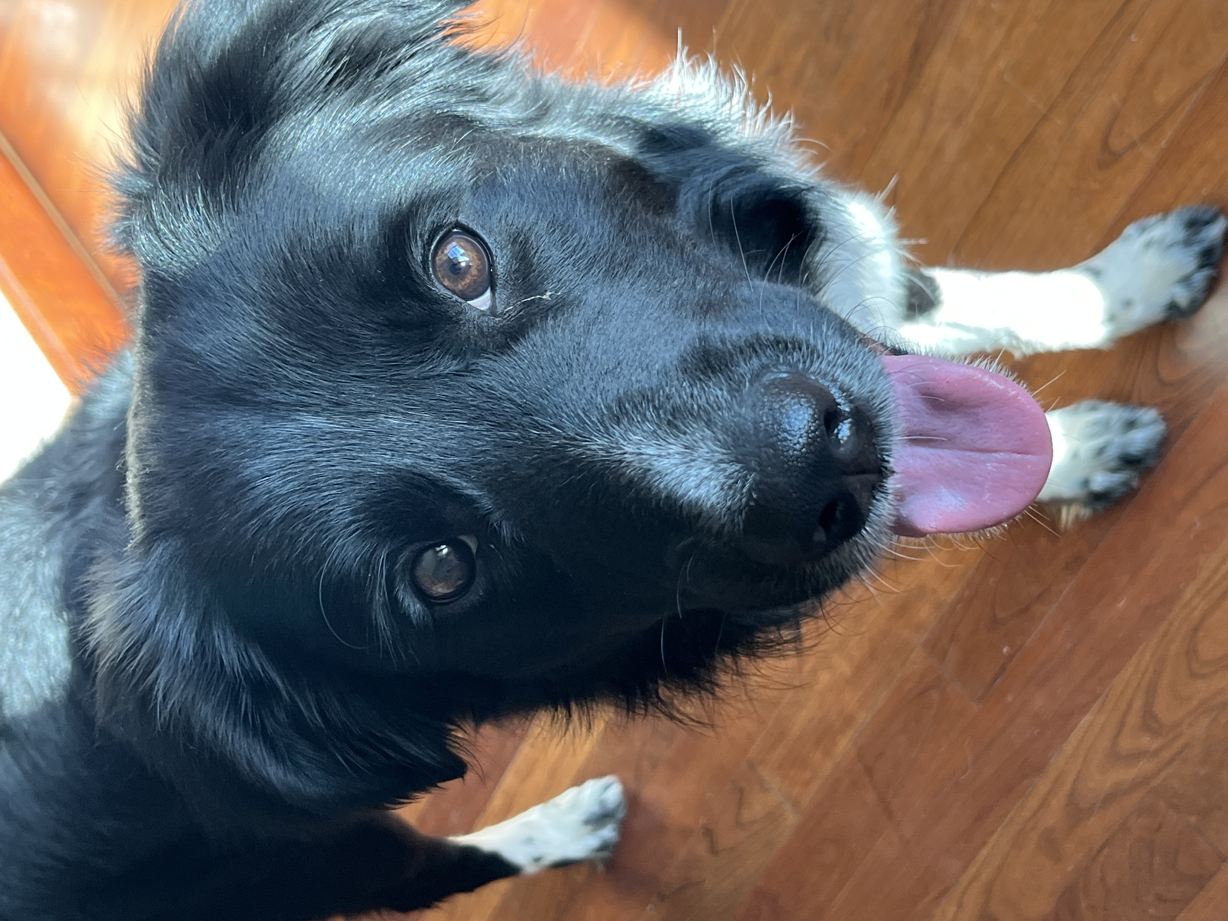 Picture of the Animal Listed