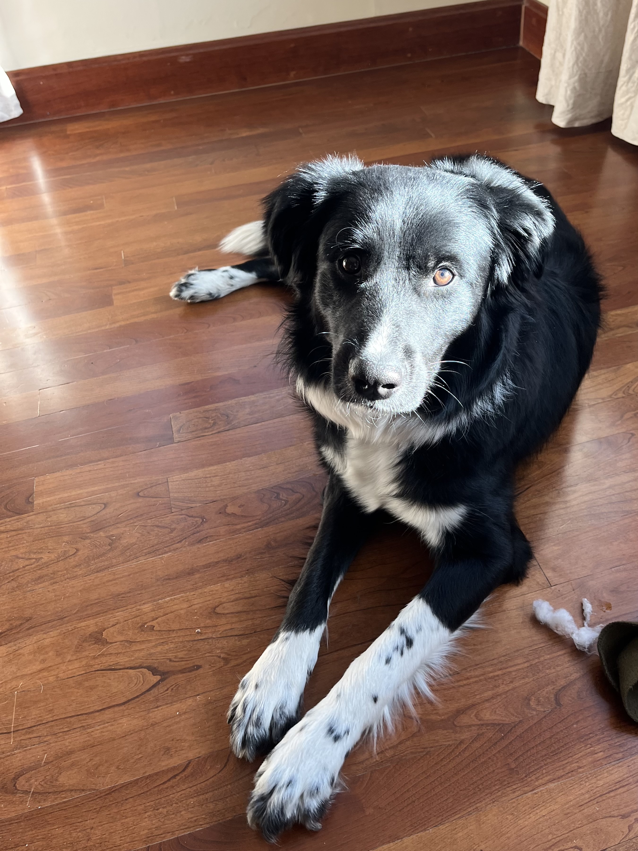 Picture of the Animal Listed