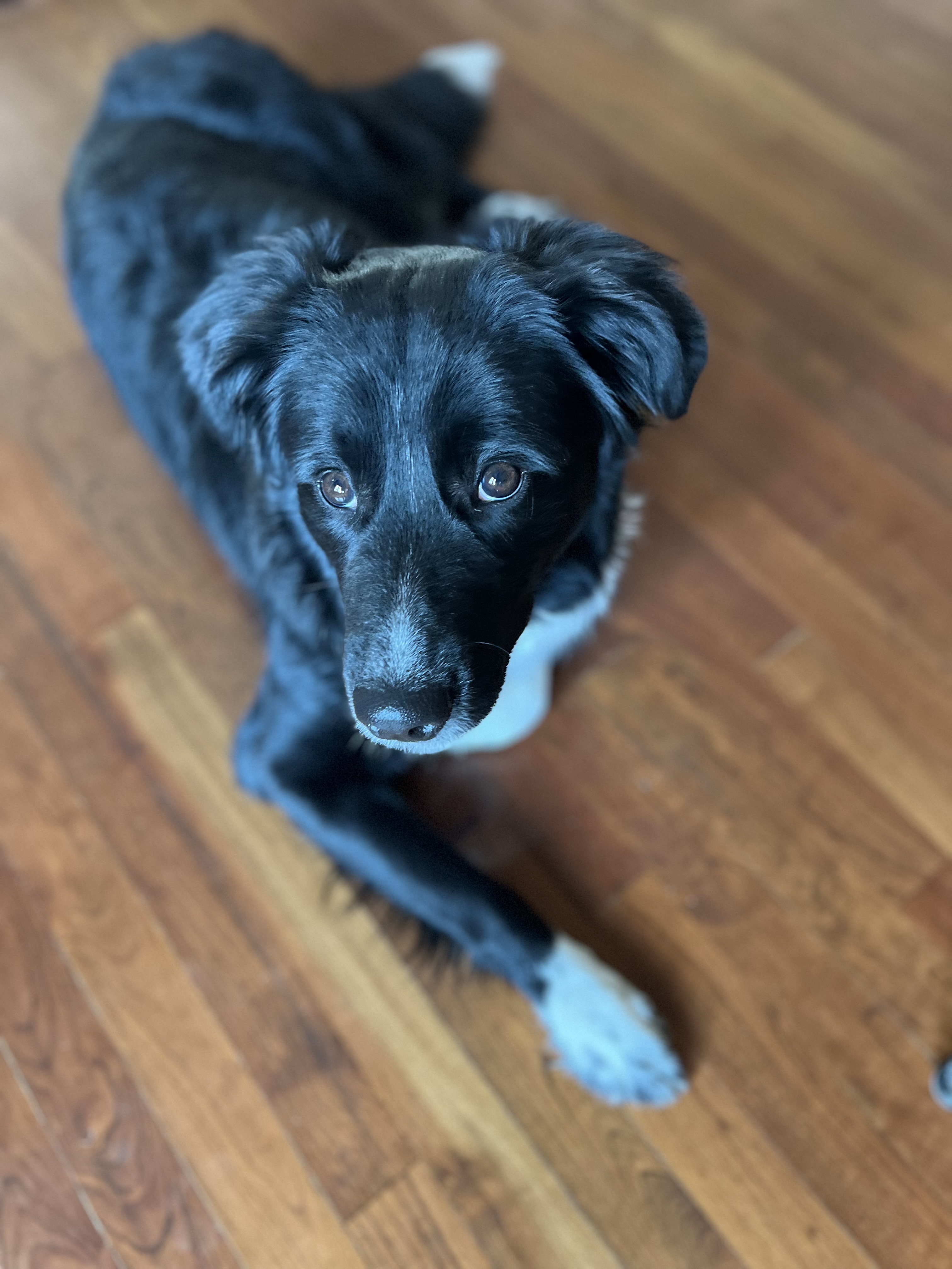 Picture of the Animal Listed