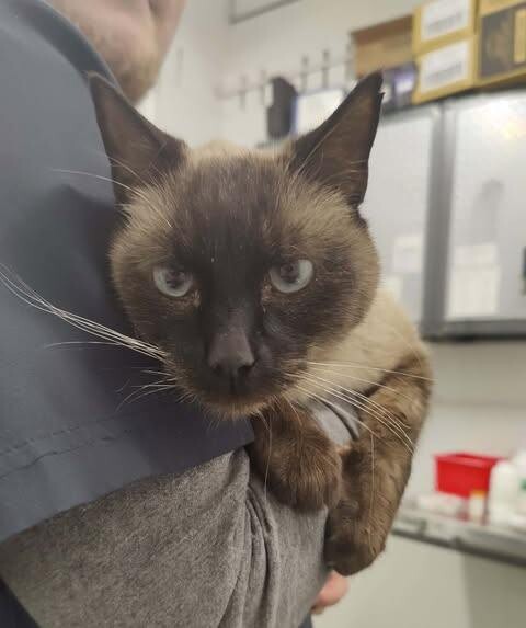 Picture of the Animal Listed