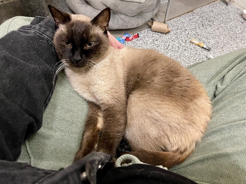 Picture of the Animal Listed