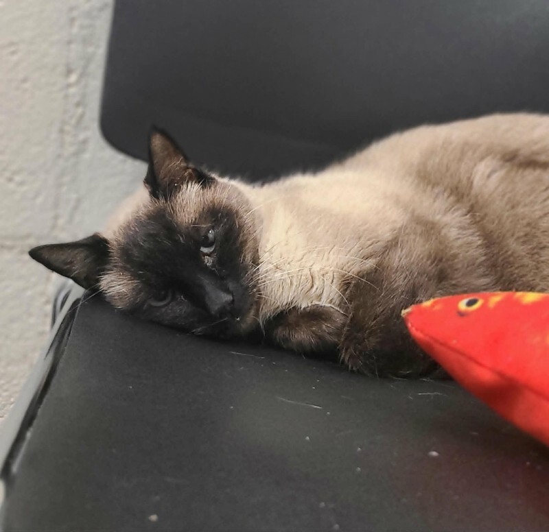 Picture of the Animal Listed