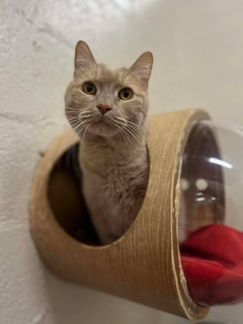 Picture of the Animal Listed