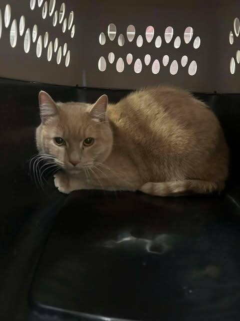 Picture of the Animal Listed