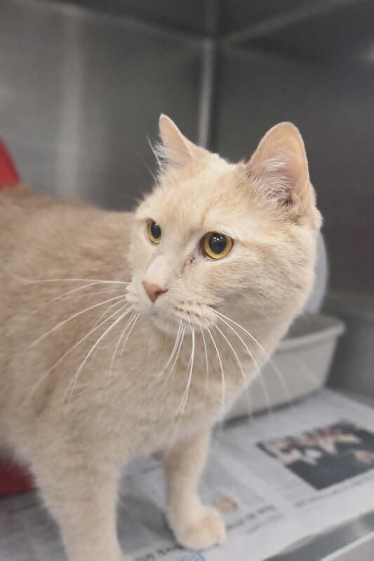 Picture of the Animal Listed