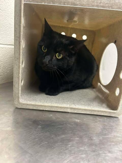 Picture of the Animal Listed