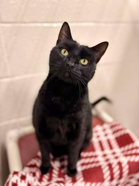 Picture of the Animal Listed