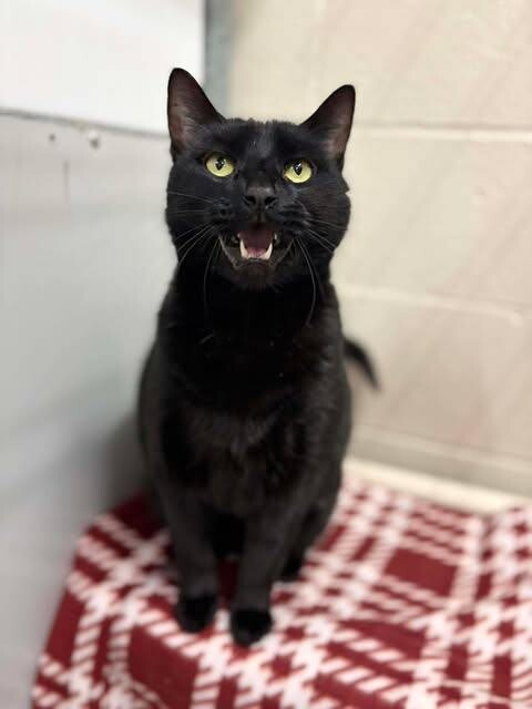 Picture of the Animal Listed