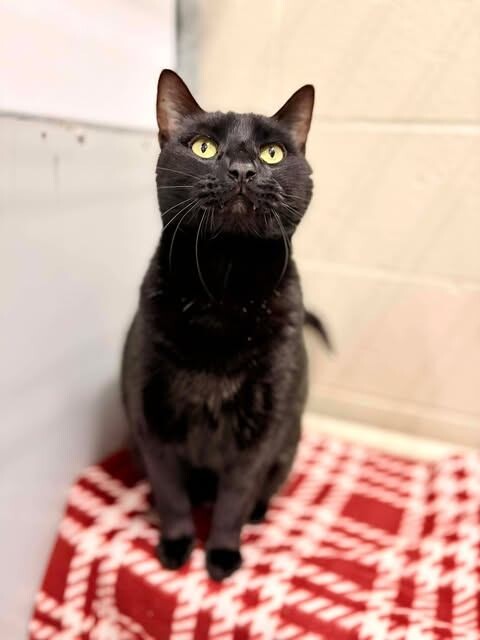 Picture of the Animal Listed