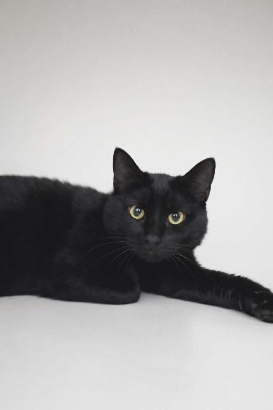 Picture of the Animal Listed