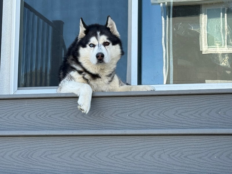 Picture of the Animal Listed