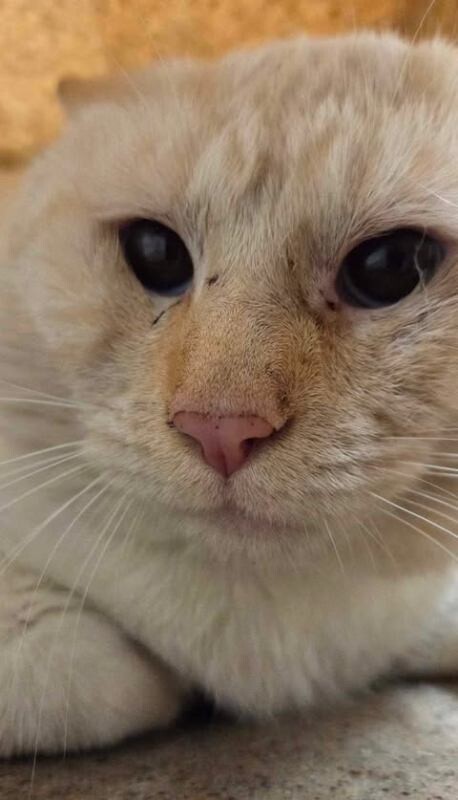 Picture of the Animal Listed