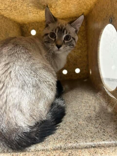 Picture of the Animal Listed